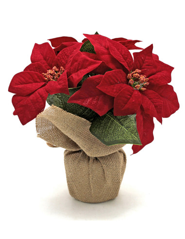 MACETA POINSETIA C/SACO 26 CM