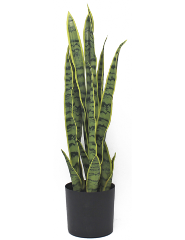 PLANTA SANSIVERIA 57 CM