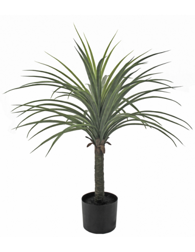 PLANTA YUCCA 70 CM