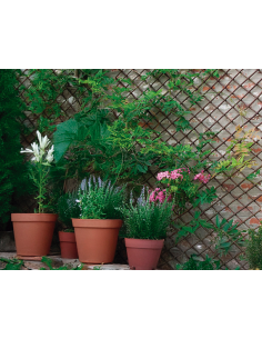 CELOSIA EXTENS MIMBRE CIPRES 1X1,5M
