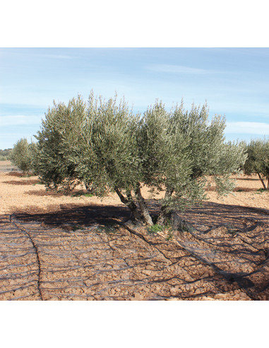 MANTA RECOGER OLIVA/ALMENDRA NEGRO 5X10 M