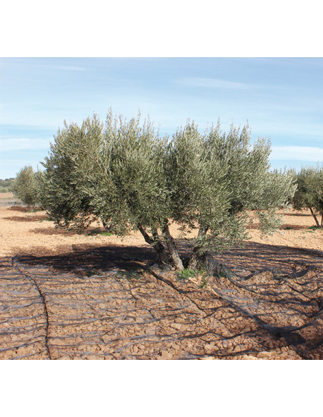 MANTA RECOGER OLIVA/ALMENDRA NEGRO 5X10 M