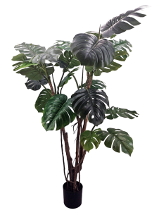 PLANTA MONSTERA 190 CM