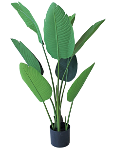 PLANTA ESTERLICIA 120 CM
