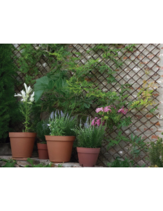 CELOSIA EXTENSIBLE MIMBRE 1X2 M