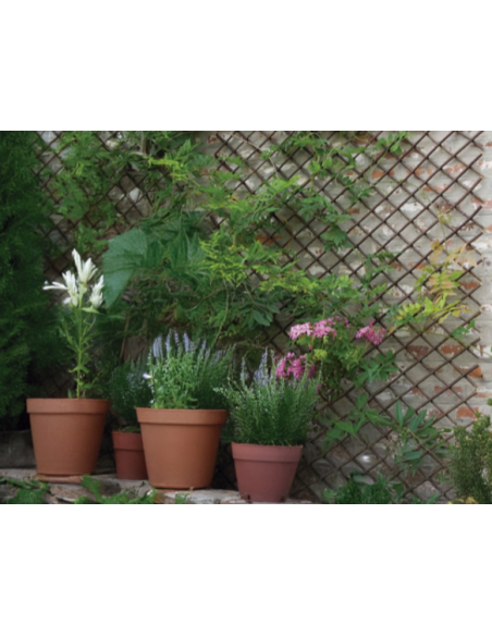 CELOSIA EXTENSIBLE MIMBRE 1X2 M