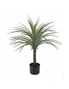 PLANTA YUCCA 70 CM 2