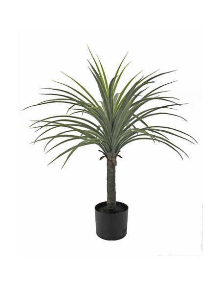 PLANTA YUCCA 70 CM