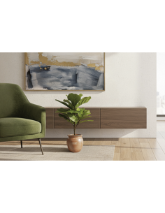 FICUS LYRATA 60 CM