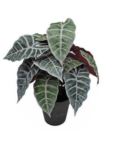 MACETA ALOCASIA 33X45