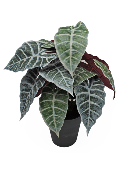 MACETA ALOCASIA 33X45